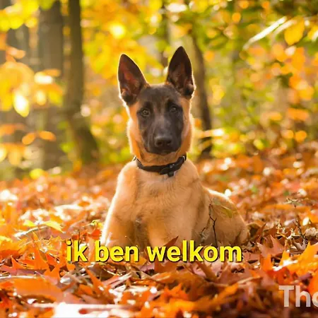 Chalet Leuk Chalet Te Huur In Putten, Honden Van Harte Welkom, Alleen Voor Recreatie *