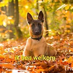 Chalet Te Huur In Putten, Honden Harte Welkom, Alleen Voor Recreatie *