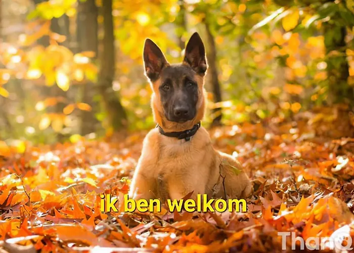 木屋 Te Huur In Putten, Honden Harte Welkom, Alleen Voor Recreatie *